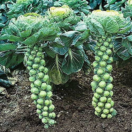 Seeds Brussels Sprouts Cabbage Green Indoor Heirloom Vegetable Non GMO