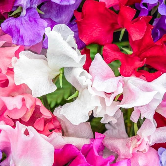 280+ Perennial Mix Sweet Pea Flower Seeds for Planting-Non-GMO Heirloom Plant Seeds Garden Outdoor