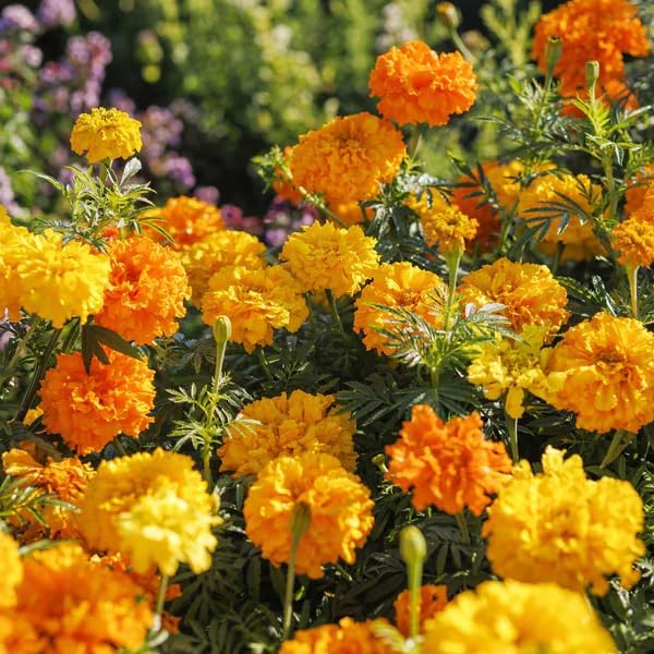 Premium Marigold Mix Seeds (1000 Count) - Hardy Annual Flower Seeds, Long-Blooming Ornamental for Garden Beds, Pots, Patios