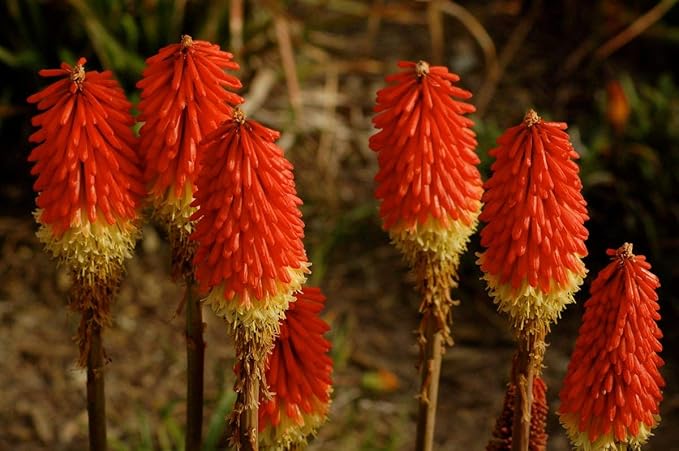 Seeds Fire Dance Red Hot Poker Perennial Flowers