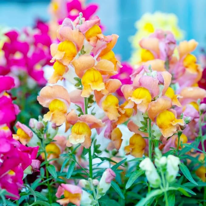 290+ Mix Snapdragon Flower Seeds for Planting-Non-GMO Beautiful Flowers to Plant in Your Garden