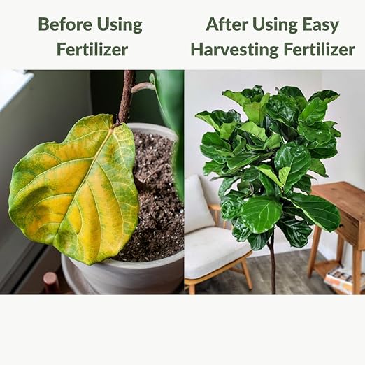Fiddle Leaf Fig Fertilizer by Easy Harvesting – Premium 3-1-2 Liquid Plant Food | One Bottle Makes 118 Gallons | Pet Safe, Gentle Formula for Indoor Houseplants (16oz Pump Bottle)
