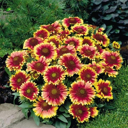 Mixrug Painted Daisy Flower Seeds for Planting, 1000pcs Painted Daisy Wildflower Seeds Non-GMO Heirloom Rare Glebionis carinata Flower Plants, Open Pollinated Beauty Home Garden for Outdoors