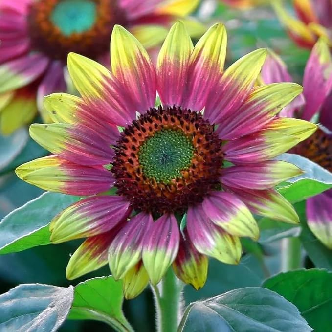 100 Mixed Sunflower Seeds (Helianthus annuus) – Non-GMO Rare Variety with Vibrant Multi-Color Blooms, Drought-Tolerant & Pollinator-Friendly for Outdoor Home Gardens
