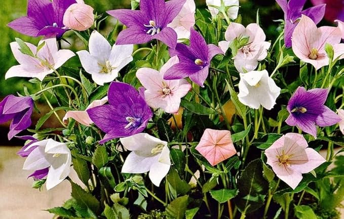 Balloonflower Mix Seeds – Perennial Flower (Platycodon grandiflorus) | Unique Balloon-Shaped Buds, Colorful Blooms in Blue, Pink & White