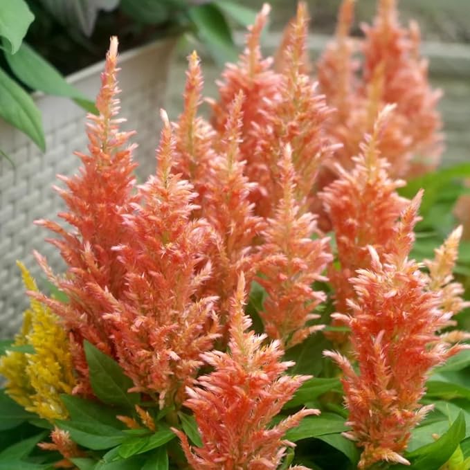 Mixrug Mix Cockscomb Seeds for Planting, 100pcs Rare Perennial Flame Celosia Flower Seeds Plants, Non-GMO Heirloom Open Pollinated Beauty Flowers Home Garden for Outdoors