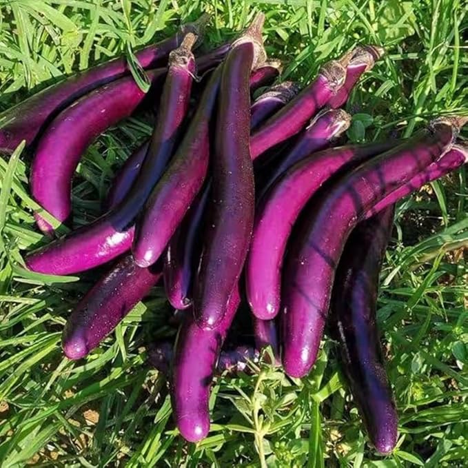 50+ Long Purple Eggplant Seeds Planting Non-GMO Exotic Heirloom Vegetables Productive Asian Long Slender Eggplant