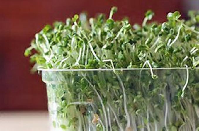 COOL BEANS n SPROUTS Brand, Broccoli Seeds for Sprouting Microgreens,1 Pound, A superfood Packed with antioxidants and Health-Promoting nutrients. A Small Town Family Run USA Business.Thank You !
