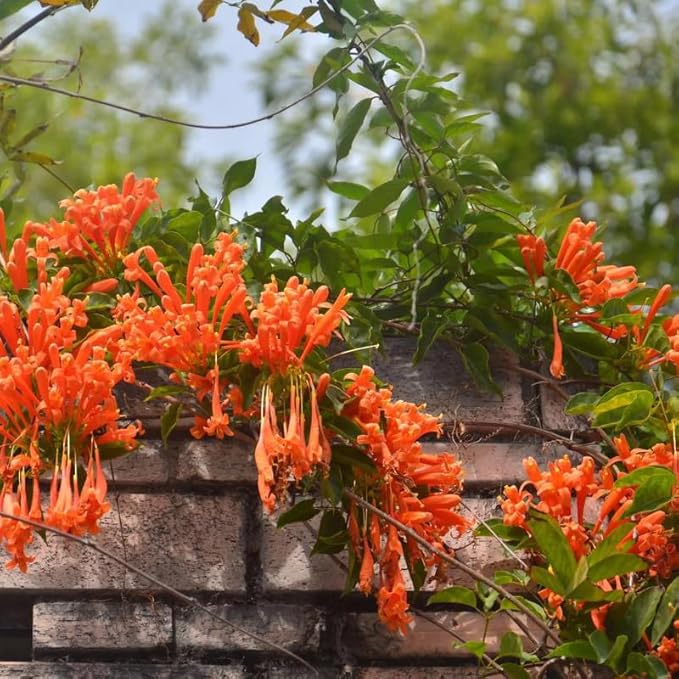 Mixrug 18pcs Firecracker Vine Seeds for Planting, Non-GMO Heirloom Perennial Colored Firecracker Vine Flower Plant Seeds, Open Pollinated Beauty Home Garden Flowers in Outdoors