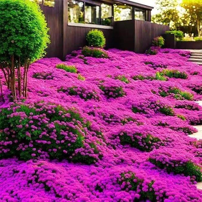 5000+ Creeping Thyme Seeds for Planting, Perennial Mixed Thymus Seeds, Non-GMO Heirloom Ground Cover Thymus Seed for Outdoor Garden