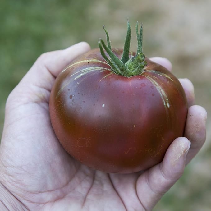 CEMEHA SEEDS - Seeds Black Prince Tomato Determinate Non GMO Vegetable for Planting