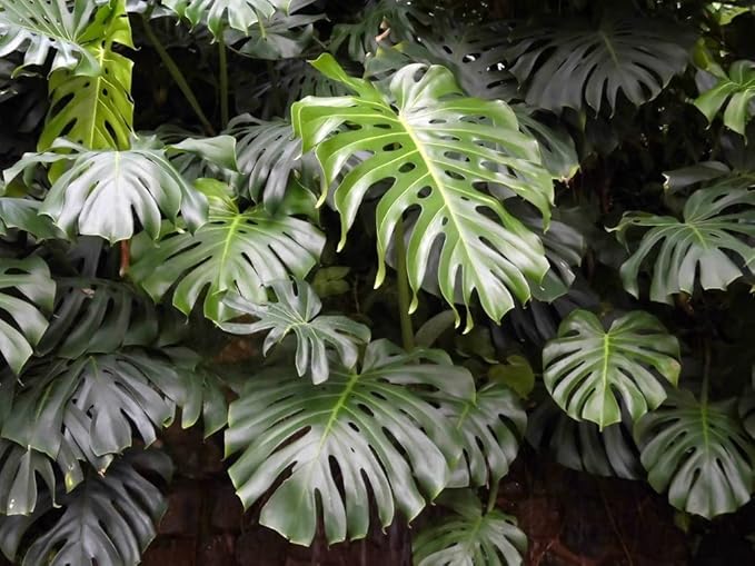 GARDENERA Premium Carambola Potting Soil Mix - Perfect Balance of Nutrients, Drainage, and Aeration for Thriving Starfruit Trees - 5 Quart