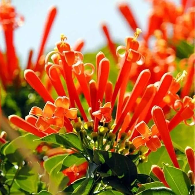 Flame Vine Seeds 20pcs – Fast-Growing Climbing Vine with Bright Orange Winter–Spring Blooms – Hardy Pyrostegia Venusta for Fences & Trellises