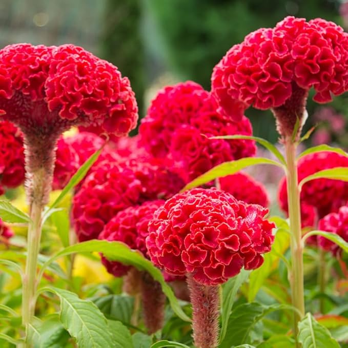 100pcs Celosia Plumosa Flower Seeds for Planting Non-GMO Plumed Flame Cockscomb, Bright Vibrant Colors, Ornamental Blooms for Garden, Pots & Borders