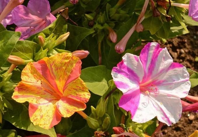 75 Broken Colors Four O’Clock Flower Seeds Mirabilis Jalapa - Non-GMO