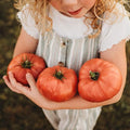 Dester Pink Heirloom Tomato - 50 Seeds - Giant Pink Beefsteak Tomato, Great Slicing Tomato for Burgers & Sandwiches, Non-GMO Heirloom Tomato Seeds for Planting in The Home Garden, Thresh Seed Company