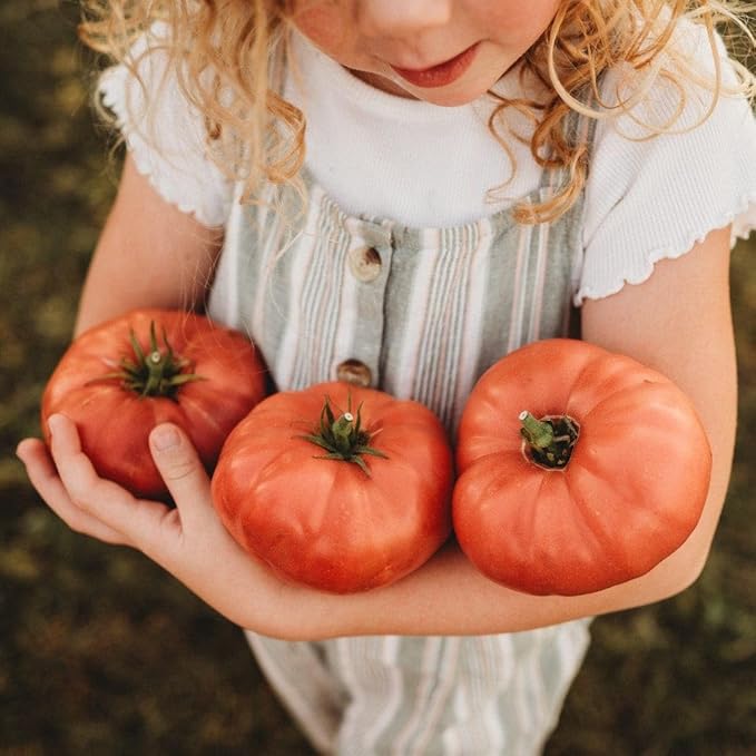 Dester Pink Heirloom Tomato - 50 Seeds - Giant Pink Beefsteak Tomato, Great Slicing Tomato for Burgers & Sandwiches, Non-GMO Heirloom Tomato Seeds for Planting in The Home Garden, Thresh Seed Company