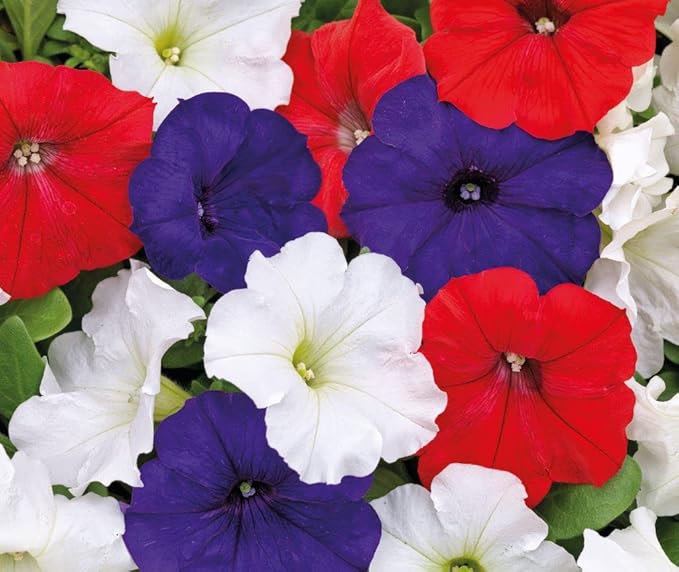 500+ Seeds Petunia Unicum Rainbow Cascade - Flower Mix