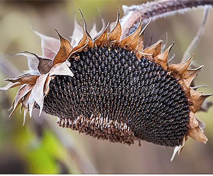 Skyscraper Sunflower Seeds -12' Tall Heirloom Sunflower - Attracts Bees and Butterflies - 10 Seeds
