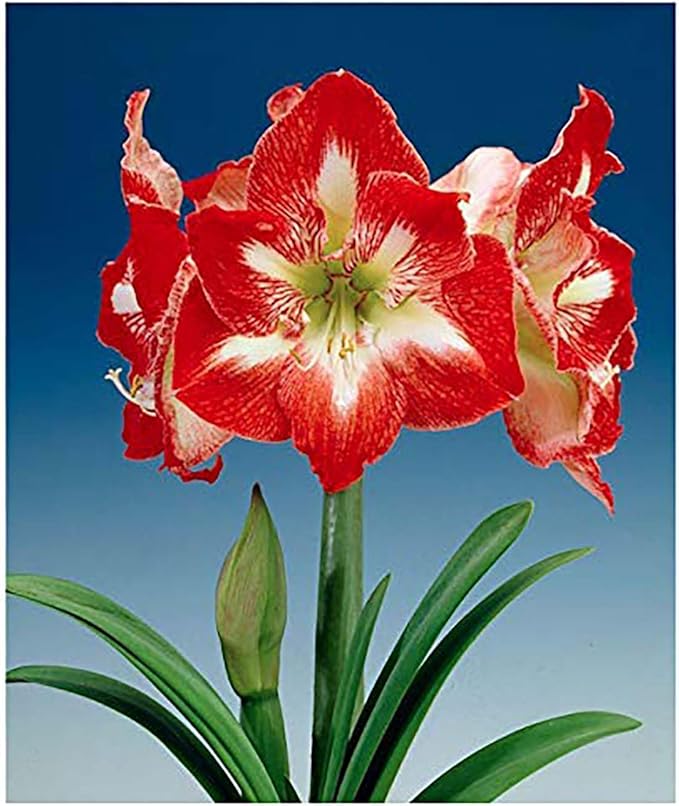 Minerva Red and White Amaryllis Bulb – Large Bulb for Planting, 4-8 Blooms, 16–24" Tall – Elegant Indoor & Outdoor Plant – Ideal for Seasonal Decor – Low-Maintenance Amaryllis Bulb (Not in Wax)