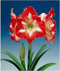 Minerva Red and White Amaryllis Bulb – Large Bulb for Planting, 4-8 Blooms, 16–24" Tall – Elegant Indoor & Outdoor Plant – Ideal for Seasonal Decor – Low-Maintenance Amaryllis Bulb (Not in Wax)
