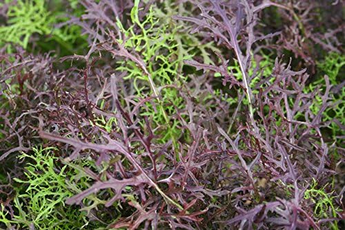 Seeds Mizuna Mix Lettuce Salad (Japanese Cabbage) Water Microgreen Heirloom Vegetable Non GMO