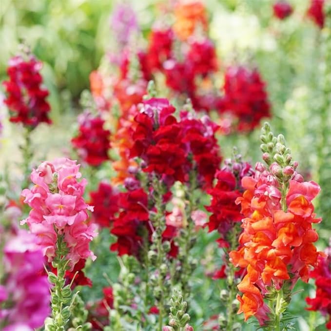 290+ Mix Snapdragon Flower Seeds for Planting-Non-GMO Beautiful Flowers to Plant in Your Garden