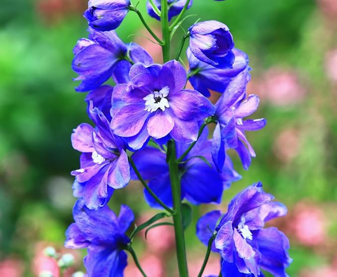 Larkspur Seeds - Rocket Wild Delphinium Mixed Colors - 4' Tall and Used Widely by Floral Designers