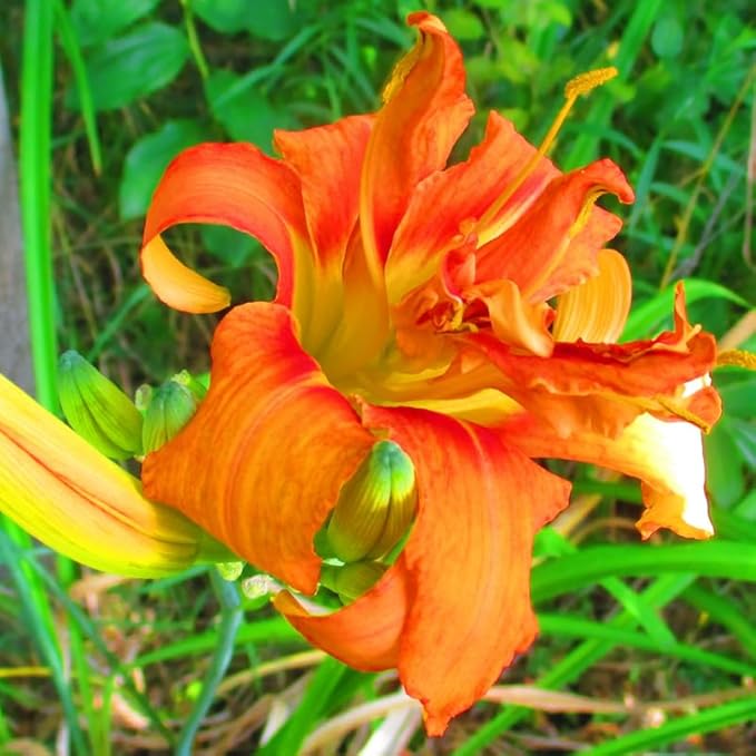 Set 10 Double Orange Daylily Bulbs for Planting, Hardy Perennial Lily Roots for Colorful Summer Blooms