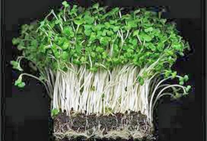 Curled Cress Seed, Sprouts, Heirloom, 500 Seeds, Broadleaf, Micro Greens