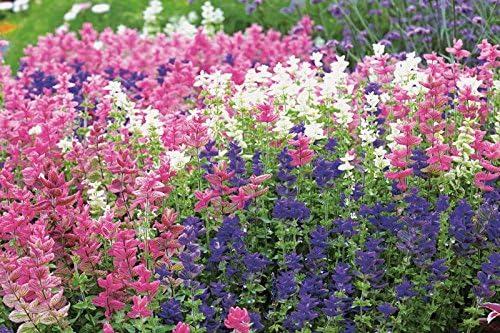 NIKA SEEDS - Seeds Flowers Clary Tricolor Mix Annual - 100 Seeds