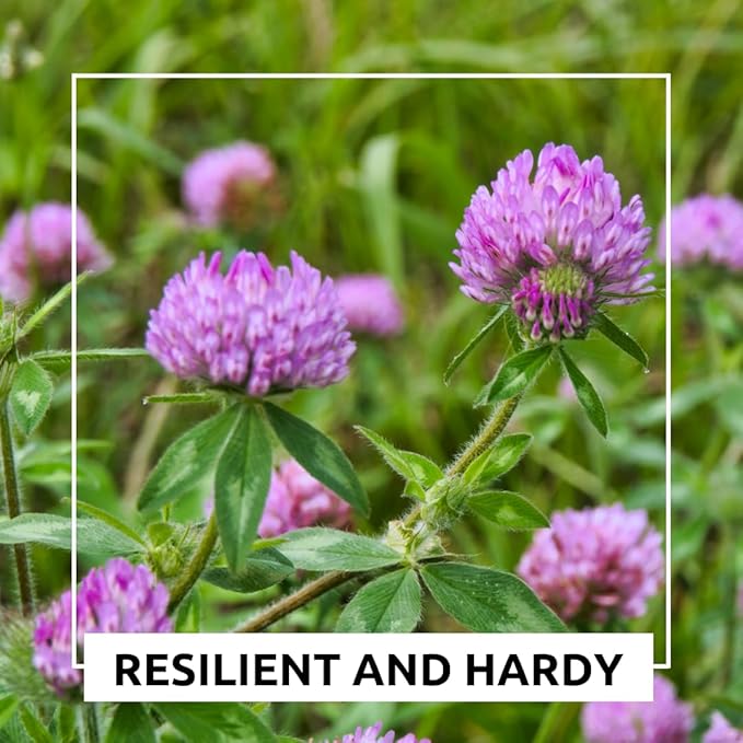 Red Clover Seed - 5 Pounds - Perennial Forage Clover for Food Plots, Cover Crops, Pasture Mixes, Soil Improvement, Erosion Control, and Pollinator-Friendly Planting