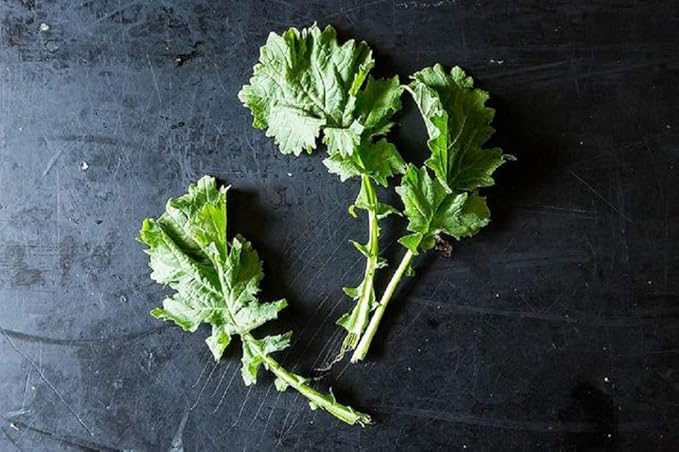 Broccoli Seeds-Raab, Rapini,25 Count COOL BEANS N SPROUTS Brand. Home Gardening.