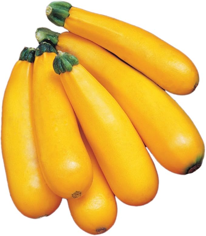 Burpee Golden Zucchini Summer Squash Seeds 50 seeds