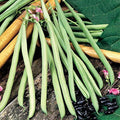 Park Seed Cobra Pole Bean Seeds – French Climbing Variety with Showy Purple Flowers, Tender Stringless Pods, Long Harvest Season, Easy to Grow Spring Vegetable – Pack of 150