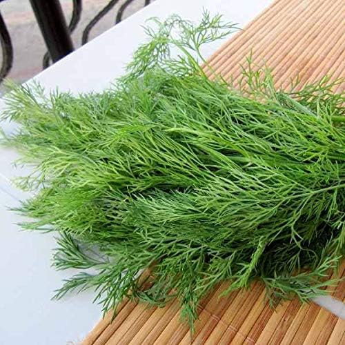 NIKA SEEDS - Seeds Herb Dill Bush Giant 30 Days Green - 2000 Seeds