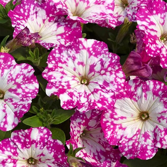 280+ Night Sky Petunia Seeds forFlower Beds and Container Gardening-Non-GMO Heirloom Plant Seeds Garden Outdoor