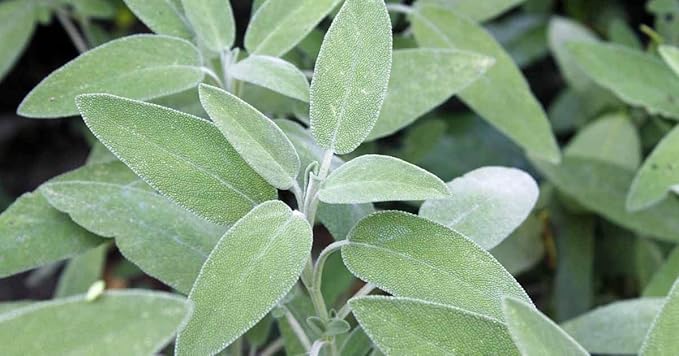 Broadleaf Sage Seeds, 100 Count,COOL BEANS N SPROUTS Brand. Herb. Heirloom. Non-GMO. Home Gardening.