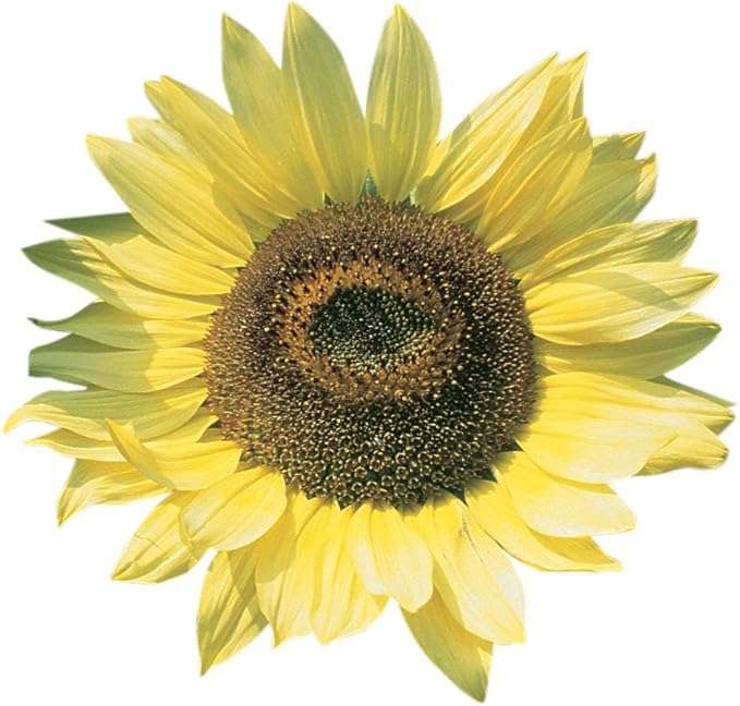 Burpee Lemon Queen Organic Sunflower Seeds 50 seeds