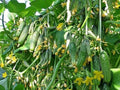 40+ Seeds Cucumber Titus F1 - Vegetable Green