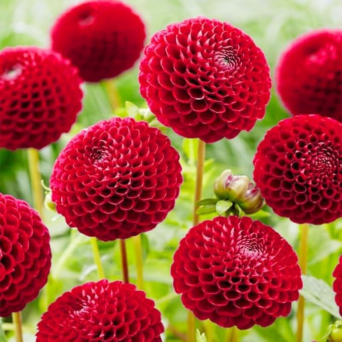 520+ Mix Dahlia Pompon Flower Seeds for Planting-Non-GMO Heirloom Plant Seeds Garden Outdoor
