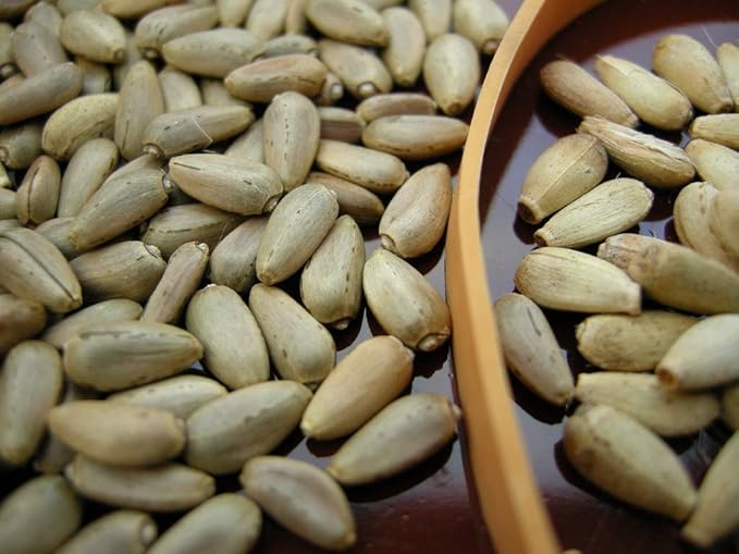 Artichoke Seed- Green Globe,100 Count COOL BEANS n SPROUTS Brand. Home Gardening