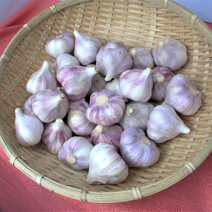 1 Pound Purple Hardneck Garlic Bulbs for Planting, Fresh High-Yield Hardy Garlic for Garden or Container Growing