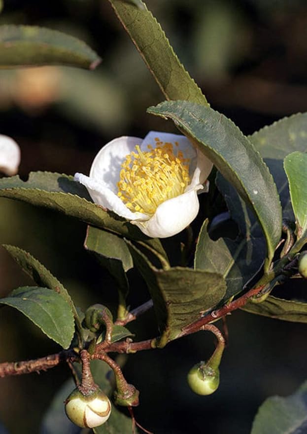 Tea Plant Seeds for Planting - 6 Seeds of Camellia Sinensis Herb Seeds - Made in USA, Ships from Iowa. Tea Tree