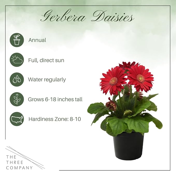 Live Flowering Gerbera Daisies - Shades of Pink (3 Plants Per Pack) - Beautiful Spring Flowers - 12" Tall by 5" Wide in 1 Qt Pot