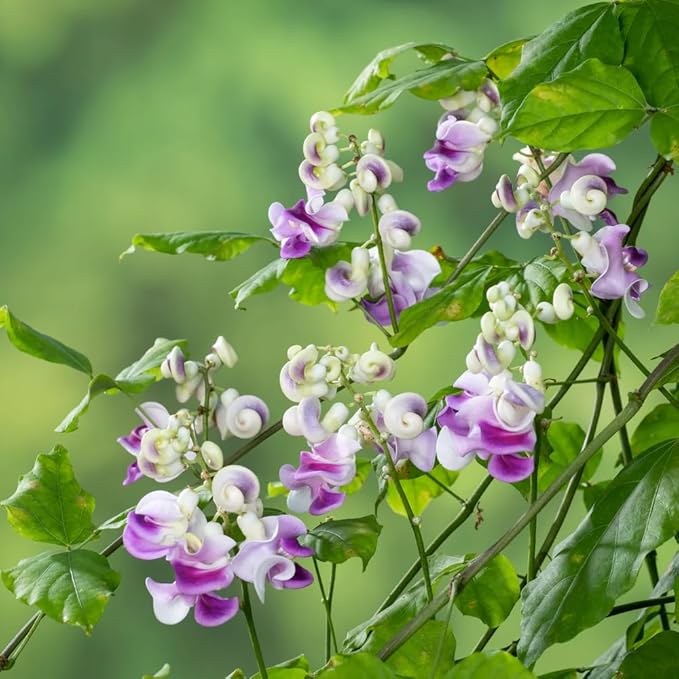 20PCS Corkscrew Vine Seeds – Non-GMO Heirloom Perennial, Fragrant Ornamental Climbing Snail Vine for Garden Trellis Fence