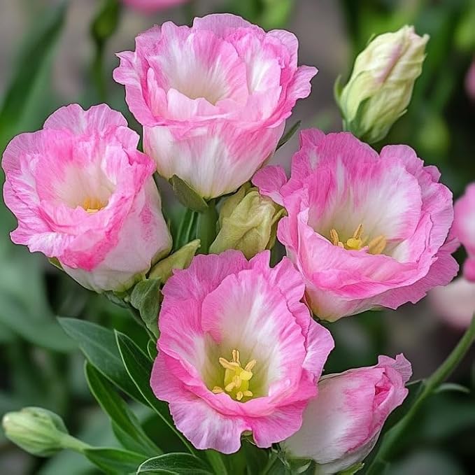 1000+Mixed Lisianthus Seeds for Planting-Lisianthus Thornless Roses Seeds