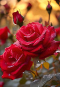 100PCS Red Rose Seeds Rosa Rose Flower Romantic Seeds Heirloom