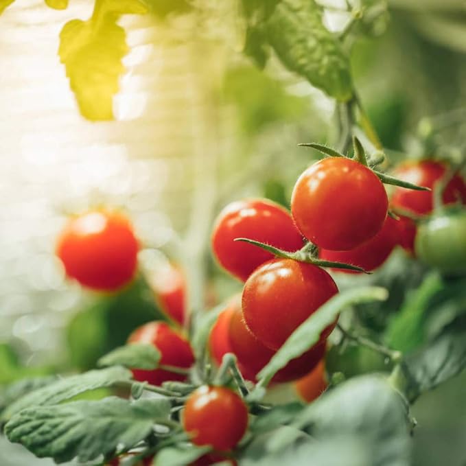 300 Cherry Tomato Seeds, Non-GMO Heirloom Vegetable for Home Garden, Indoor Outdoor Planting, Sweet Red Tomatoes, Semillas de Tomate para Sembrar
