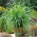 Outsidepride Carex Fresh Look Ornamental Grass Seed – 200 Pcs. Perennial, Low-Maintenance, Drought-Tolerant Grass Seeds with Low Growing Foliage for Borders, Ground Covers, & Outdoor Living Spaces